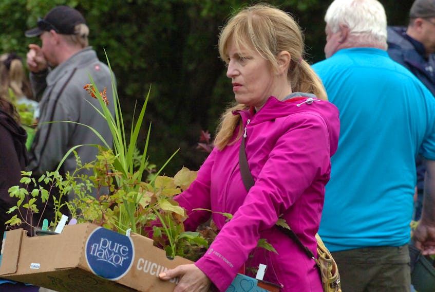 With a box full of various plants, this lady carries her cargo while looking at other plants at the FOG event at the Botanical Gardens.
—Photo by Joe Gibbons/SaltWire