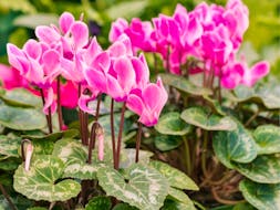 With a little care, potted cyclamen will flower again next season.