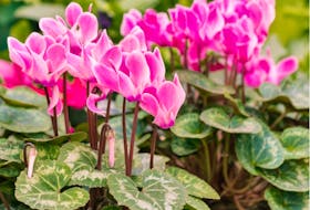 With a little care, potted cyclamen will flower again next season.
