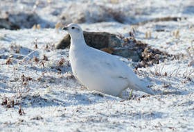 A willow ptarmigan sits motionless and almost invisible on the open barrens in its winter camouflage suit. - Bruce Mactavish