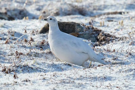 BRUCE MACTAVISH: Winter is full of avian surprises if you just slow down and look