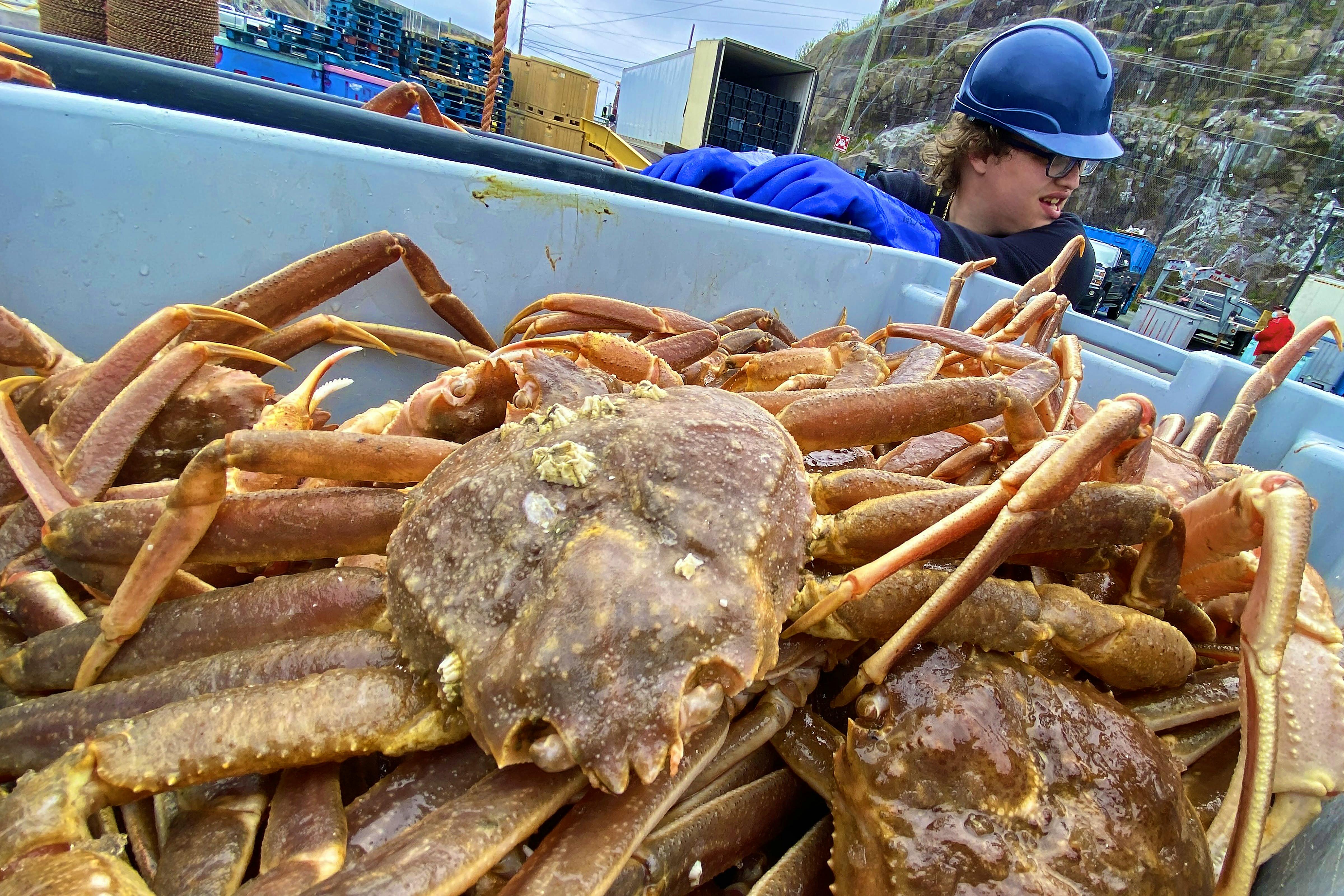 Atlantic Canada snow crab fishery hopes for another banner year