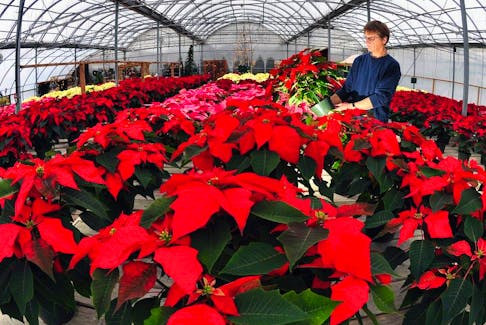Poinsettias are one of the most popular Christmas plants and with proper care can be maintained long past the festival season.