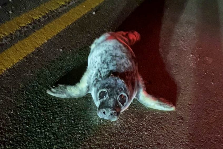 P.E.I. RCMP helped two seals and four pigs return home on Friday, Feb. 9 and Sunday, Feb. 11. - Contributed