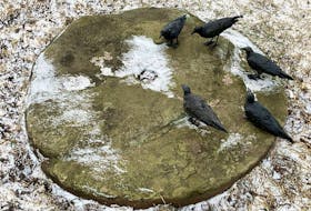 Artist Heather Metrick placed these five bronze crows on a slab, which has been photographed in all kinds of weather by Thaddeus Holownia of Jolicure, N.B.