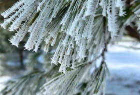 Freezing fog led to the formation of rime ice in Digby, N.S., where Colleen Weir captured this photo. -Contributed