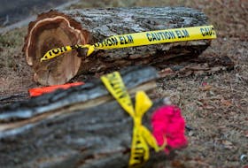 Caution tape is visible on Elm trees cut down along 87 Avenue near 118 Avenue, in Edmonton Thursday Nov. 23, 2023. 