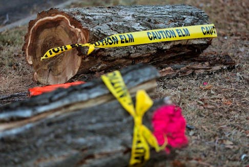 Caution tape is visible on Elm trees cut down along 87 Avenue near 118 Avenue, in Edmonton Thursday Nov. 23, 2023. 
