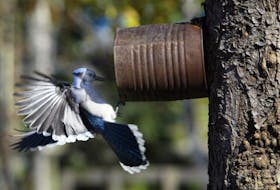 STANDALONE PHOTO:
A blue jay lands on a rusted bird feeder afixed to a tree in Shubie Park on a warm autumn day, Wednesday.

Photo by Tim Krochak