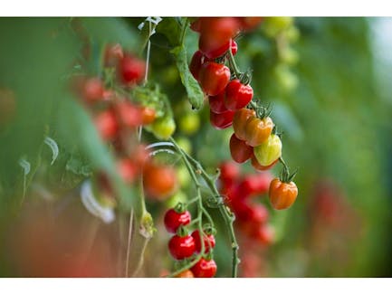 Garden expert Helen Chesnut explains how to care for greenhouse tomatoes during very hot weather.