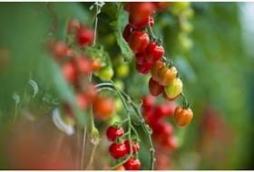 Garden expert Helen Chesnut explains how to care for greenhouse tomatoes during very hot weather.
