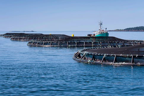 A view of one of ten Cooke Aquaculture salmon farm in Nova Scotia; this one in the bay of Fundy off the shore of Meteghan, Monday, July 30, 2012. (ADRIEN VECZAN/Staff)

EMBARGOED for fish farm feature