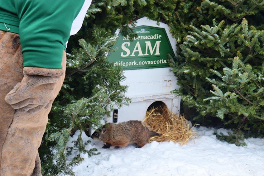 Shortly after being nudged from her den, Shubenacadie Sam dashes to the comfort of an evergreen tree after she didn't see her shadow at Shubenacadie Wildlife Park on Friday, Feb. 2, 2024. According to folklore, that means we will have an early spring.
