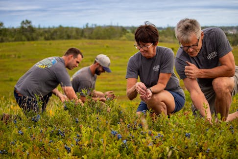 Wild Blueberries are an ideal crop for carbon sequestering, but Benny Nabuurs, far right, of the P.E.I. Wild Blueberry Growers told SaltWire there has been no recognition from the provincial government. Jillian Ferguson, P.E.I. Federation of Agriculture • Special to The Guardian