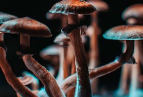 This is a photo of a magic mushroom grown indoors. Psilocybin is the compound in the mushrooms which causes the psychedelic effect associated with magic mushrooms and it has started to be used for therapeutic purposes in the medical community. CONTRIBUTED