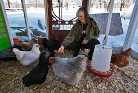 FOR TAPLIN 
Lily Levy, urban farm coordinator for Veith House tends to their chickens in Halifax, Tuesday, February 20, 2024. This spring, Veith House will be operating a program to set up 15 low-income families with coops and chickens of their own. 
.
TIM KROCHAK PHOTO