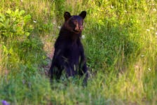 This black bear appeared curious as motorists stopped along the Cape Breton Highlands National Park near Cheticamp on July 15, 2007. - Tera Camus