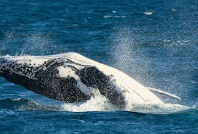 A humpback whale "breaches" the surface by propelling most of its body from the sea in Hervey Bay off the east coast of Australia August 7, 2006.