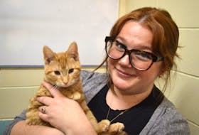 Money raised in the upcoming bake sale will help feed Kreme, a two-month-old orange tabby, and all the other animals at the P.E.I. Humane Society. Ashley Travis, development and communications co-ordinator with the animal shelter, said it will also help get the capital campaign back on the ground again.