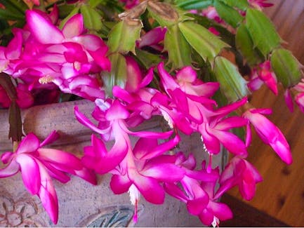 Your Christmas cactus has some basic care requirements in order to set buds and bloom. 
