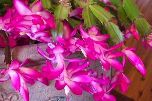 Your Christmas cactus has some basic care requirements in order to set buds and bloom. 