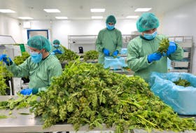 Employees process cannabis plants at Demecan, the first German company to supply medicinal cannabis to the German Cannabis Agency in Ebersbach, Germany, June 13, 2023.