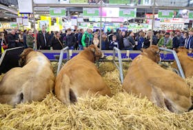 People stand near cattle, as they visit the International Agriculture Fair (Salon International de l'Agriculture), on the day of a protest by French farmers and of French President Emmanuel Macron's visit to the International Agriculture Fair, in Paris, France, February 24, 2024.