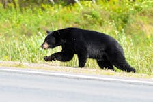 A large black bear gets set to sprint northbound across Highway 101 at the Messenger Road overpass just east of Bridgetown, Annapolis County Wednesday, August 14, 2013. (BILL ROBERTS)