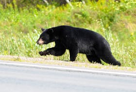 A large black bear gets set to sprint northbound across Highway 101 at the Messenger Road overpass just east of Bridgetown, Annapolis County Wednesday, August 14, 2013. (BILL ROBERTS)