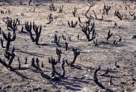 A view of Yucca plants that were burned by the Smokehouse Creek wildfire in Canadian, Texas, U.S. February 28, 2024. 