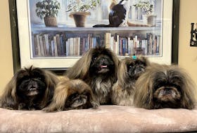 Ten Pekingese dogs are available for adoption at St. John's Humane Services. (Contributed)