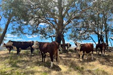 Cattle take refuge from the summer sun under trees at a farm near Adelong in Australia December 4, 2023.