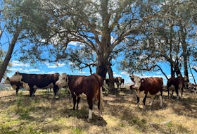 Cattle take refuge from the summer sun under trees at a farm near Adelong in Australia December 4, 2023.