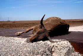 A cow that was killed by the Smokehouse Creek wildfire lays on a cattle guard, outside of Canadian, Texas, U.S., February 28, 2024.
