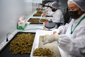 Workers trim cannabis buds at the Amber Farm, in Bangkok, Thailand, January 30, 2023.