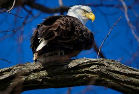 A wintering Bald Eagle perches on a branch above the Hudson River near Newburgh, New York, U.S., January 31, 2022.