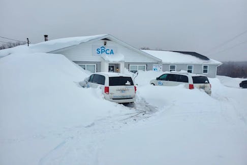This was the scene at the Nova Scotia SPCA Cape Breton shelter Monday following a historic snowstorm that left much of the island buried under more than three feet of snow. While Muhammad Haroon, another animal-care attendant and the dogs, cats and rabbit weathered the storm unscathed, the building did not. On Wednesday, the Nova Scotia SPCA announced it is evacuating the shelter after the snow caused the ceilings and beams to bow, creating concerns the roof could collapse. Contributed/Nova Scotia SPCA