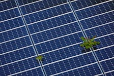 Plants grow through an array of solar panels in Fort Lauderdale, Florida, U.S., May 6, 2022.  