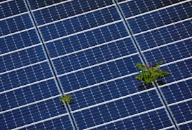 Plants grow through an array of solar panels in Fort Lauderdale, Florida, U.S., May 6, 2022.  