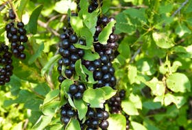 Chokecherry shrubs are popular landscaping choices in the Edmonton area.