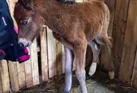 Ryia’s Shagg Island, a Newfoundland pony that goes by the barn name of Shaggy, was born in Bunyan’s Cove on Feb. 26 and is the first of the breed to be born in 2024. - Contributed
