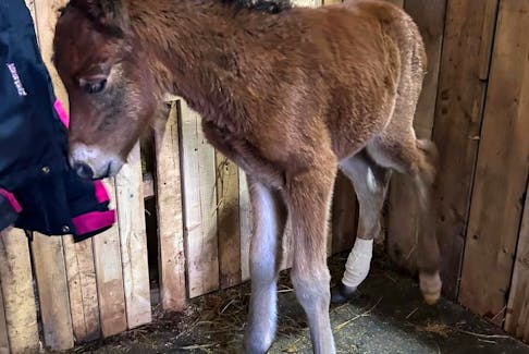 Ryia’s Shagg Island, a Newfoundland pony that goes by the barn name of Shaggy, was born in Bunyan’s Cove on Feb. 26 and is the first of the breed to be born in 2024. - Contributed