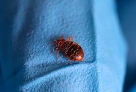 A bed bug is seen on a glove of a biocide technician from the company Hygiene Premium who treats an apartment against bed bugs in L'Hay-les-Roses, near Paris, France, September 29, 2023.