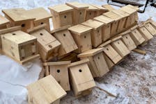 The Trout River Environmental Committee was joined by four other environment and watershed groups to build tree swallow boxes, all in preparation for the upcoming tree swallow season. Trout River Environmental Committee • Special to The Guardian