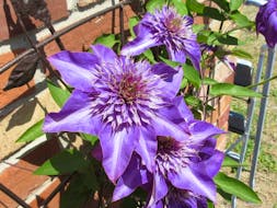 A clematis in full bloom. 