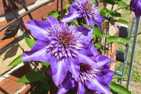 A clematis in full bloom. 