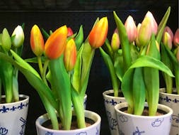 Tulip bulbs forced to bloom in pots often don't bloom again Jerry Filipski has some tips that may help. 