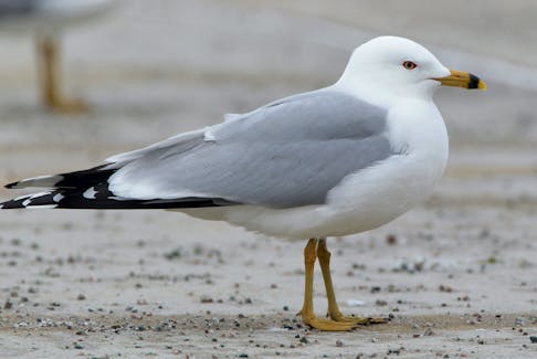 A newly-arrived ring-billed gull sits trim and proper in a parking lot awaiting the arrival of the rest of its kind over the next couple of weeks. - Bruce Mactavish