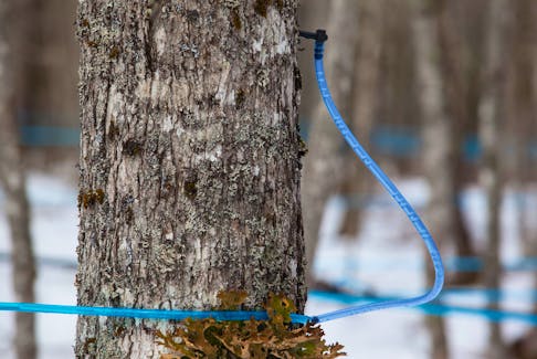 March 28, 2013
Sap begins to flow from a maple tree in Lake Paul, N.S. as the temperature warms up on Thursday, March 28, 2013.
(Ryan Taplin/Staff)