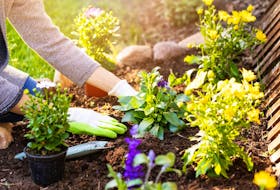 Alleviate soil flimsiness by adding a hefty-textured bagged soil to a basic mix. 